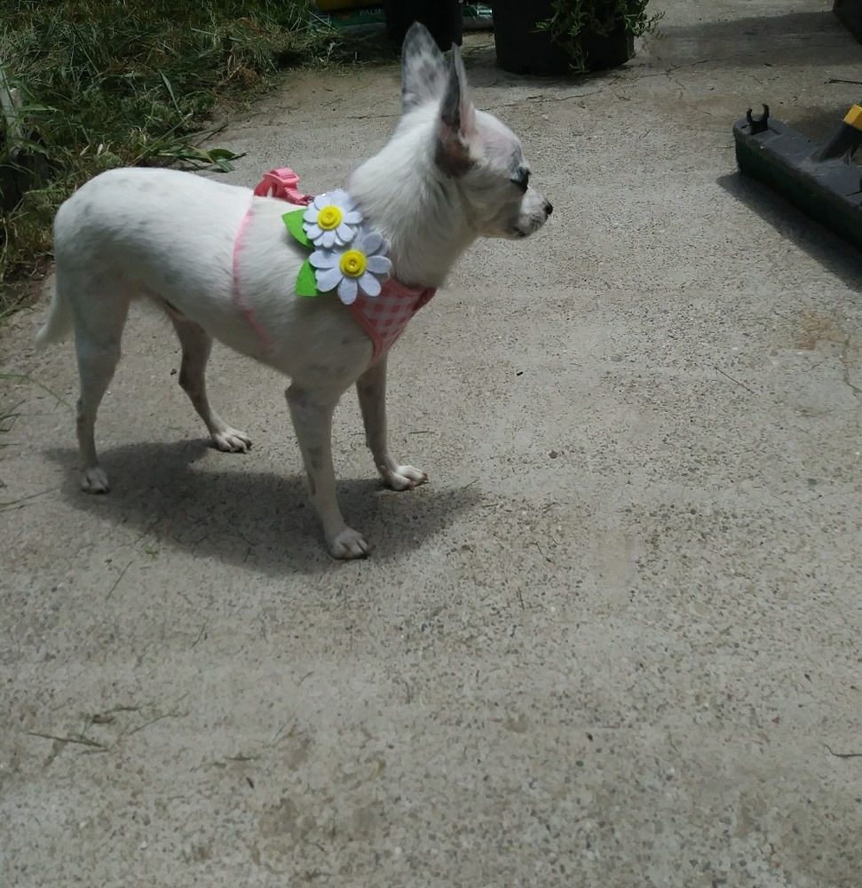 Pink Gingham Flower Accent Dog Harness